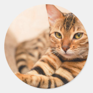 Schattigee Cat Classic ronde Sticker, glanzend Sticker