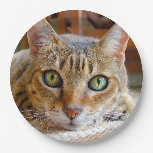 Schattigee Cat papieren borden Bordje