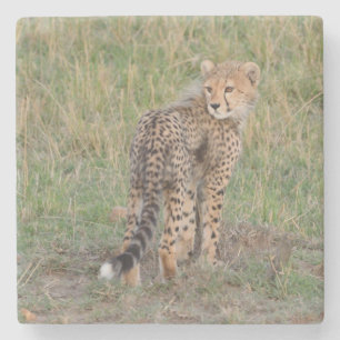 Schattigee Cheetah Cub kijkt terug. Stenen Onderzetter