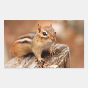 Schattigee Chipmunk Wachten Rechthoekige Sticker
