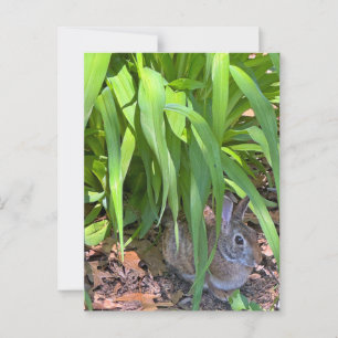 Schattigee Cottontail Konijn Zittend onder Tiger L Briefkaart