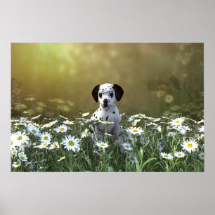 Schattigee Dalmatische puppy in madeliefjes Poster