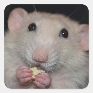 Schattigee Dumbo Rat Stickers