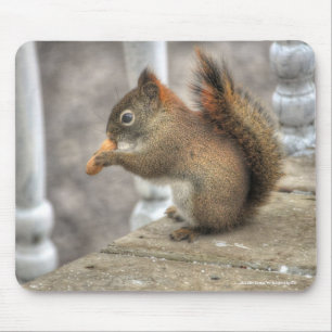 Schattigee Eekhoorn Eten Een Peanut Wildlife Foto Muismat