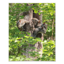Schattigee eekhoorn familie in de lente Natuur Fot Foto Afdruk