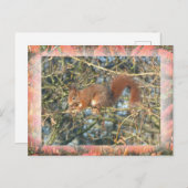 Schattigee Eekhoorn in Tree met Border DIY Briefka Briefkaart (Voorkant / Achterkant)