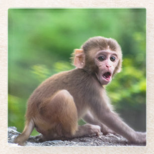 Schattigee en Schattige Baby Monkey Glazen Onderzetter