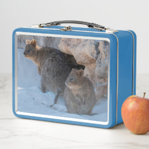 Schattigee en vrolijke Quokkas op het strand in Au