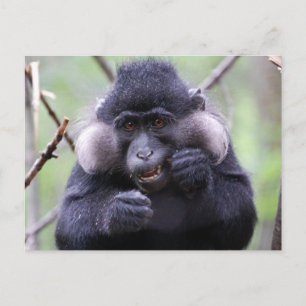 Schattigee fauna briefkaart