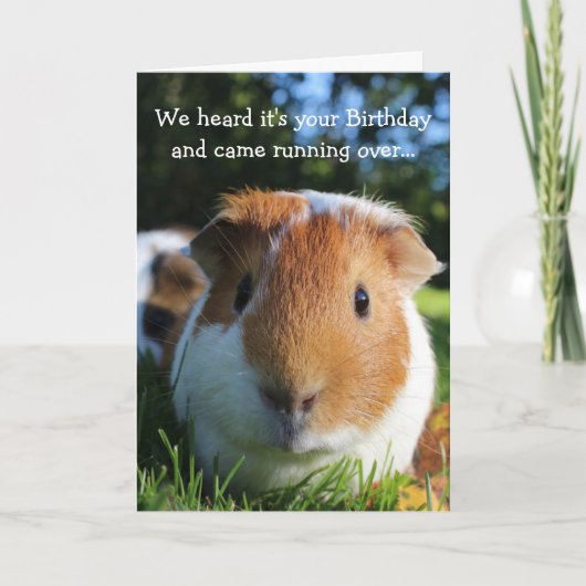 Schattigee Funny Guinea Pig Verjaardag Kaart (Voorkant)