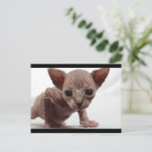 Schattigee Furless Sphynx Kitten Briefkaart (Staand voorkant)