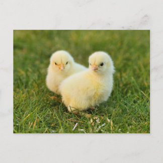 Schattigee Fuzzy Baby Chicks - Funny Farm Animals Briefkaart