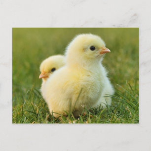 Schattigee Fuzzy Baby Chicks - Funny Farm Animals Briefkaart