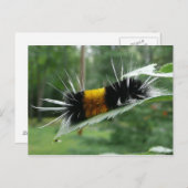 Schattigee fuzzy rups briefkaart (Voorkant / Achterkant)