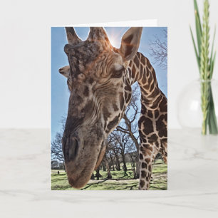 Schattigee Giraffe Verzenden van gedachten Nota Ka Kaart