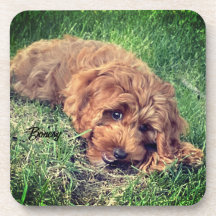 Schattigee Golden Doodle Beverage Coaster