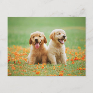 Schattigee Golden Retriever Puppies Foto Briefkaart