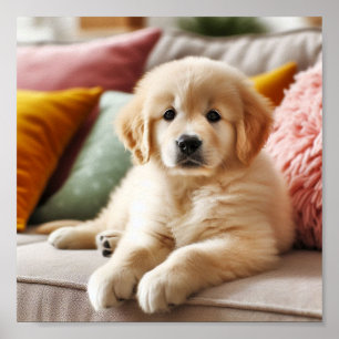 Schattigee Golden Retriever puppy Poster