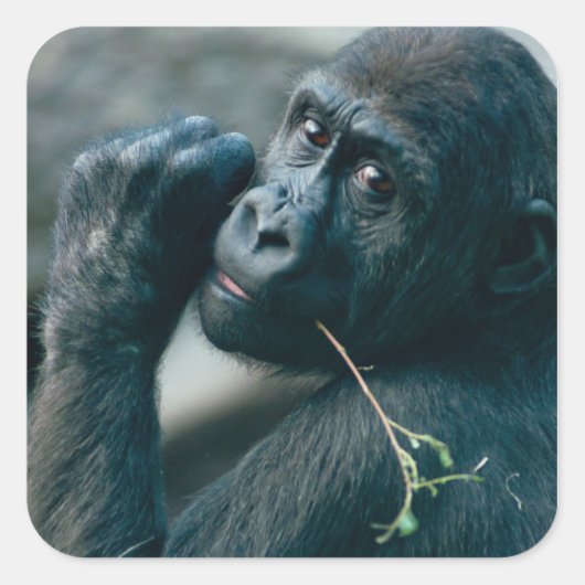 Schattigee Gorilla met helder oogcontact Vierkante Sticker (Voorkant)