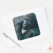 Schattigee Gorilla met helder oogcontact Vierkante Sticker (Envelop)