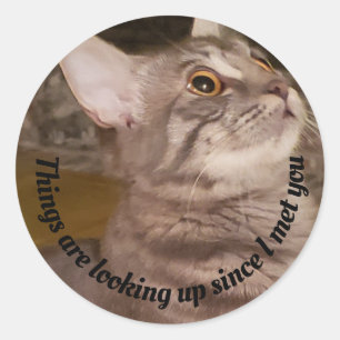 Schattigee grijze kat foto   Dingen zoeken citaat  Ronde Sticker