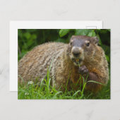Schattigee Groundhog Eating Grass Foto Briefkaart (Voorkant / Achterkant)