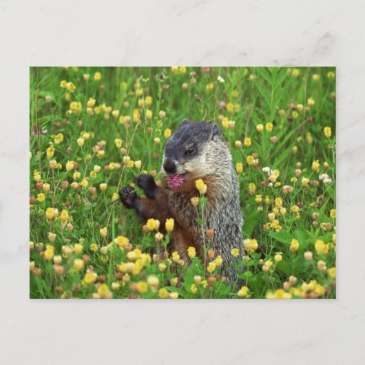 Schattigee Groundhog met Flower Briefkaart (Voorkant)