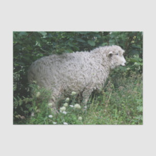 Schattigee hebzuchtige schapen die weefselpapier e tissuepapier