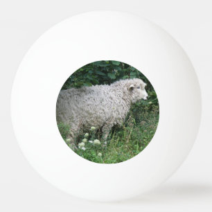 Schattigee hebzuchtige schapen eten pingpongbal pingpongballen