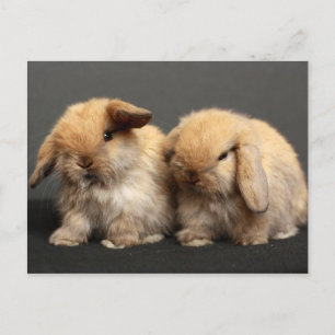 Schattigee Holland Lop Kits Briefkaart