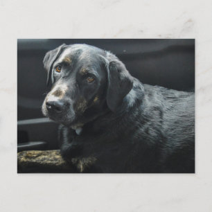 Schattigee hond Pet Black Labrador Retriever Briefkaart
