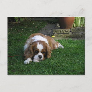 Schattigee hond ter wereld heeft honger briefkaart