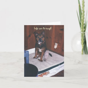 Schattigee hond wordt gezond/gebroken been kaart