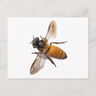 Schattigee honingbij hommel briefkaart