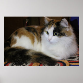 Schattigee Huisdier Kat op Kleurrijke Tapijt Geel Poster