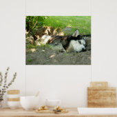 Schattigee Husky Dog die in het zand ligt Poster (Keuken)
