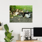 Schattigee Husky Dog die in het zand ligt Poster (Thuiskantoor)
