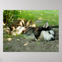 Schattigee Husky Dog die in het zand ligt