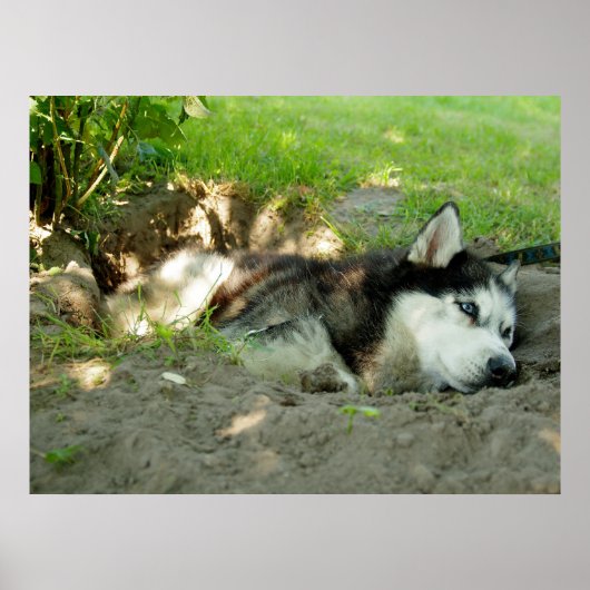 Schattigee Husky Dog die in het zand ligt Poster (Voorkant)