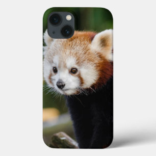 Schattigee jonge rode panda Beer iPhone 13 Hoesje
