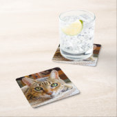 Schattigee kat onderzetters (Insitu)