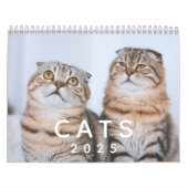 Schattigee katten fotowand kalender (Hoes)