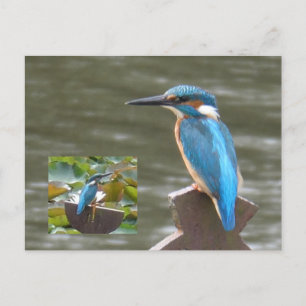 Schattigee Kingfishers DIY Briefkaart