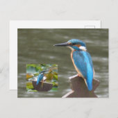 Schattigee Kingfishers DIY Briefkaart (Voorkant / Achterkant)