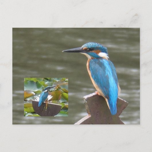 Schattigee Kingfishers DIY Briefkaart (Voorkant)