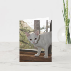 Schattigee kitten bedankt kaart
