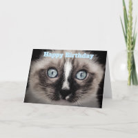 Schattigee kitten met blauwe ogen gelukkige verjaa