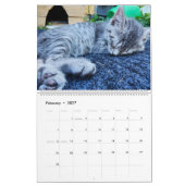 Schattigee Kittens Kalender (Feb 2027)