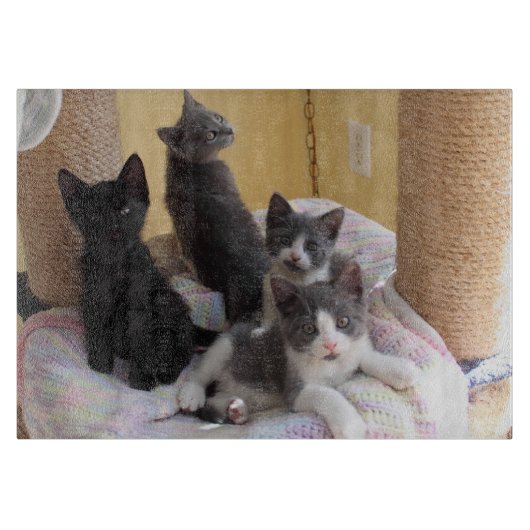 Schattigee Kittens snijplank (Voorkant)
