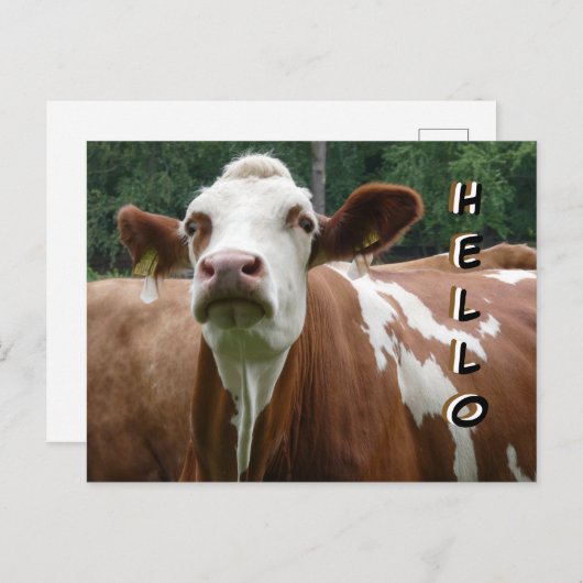 Schattigee Koe Cust. Hallo Briefkaart (Voorkant / Achterkant)